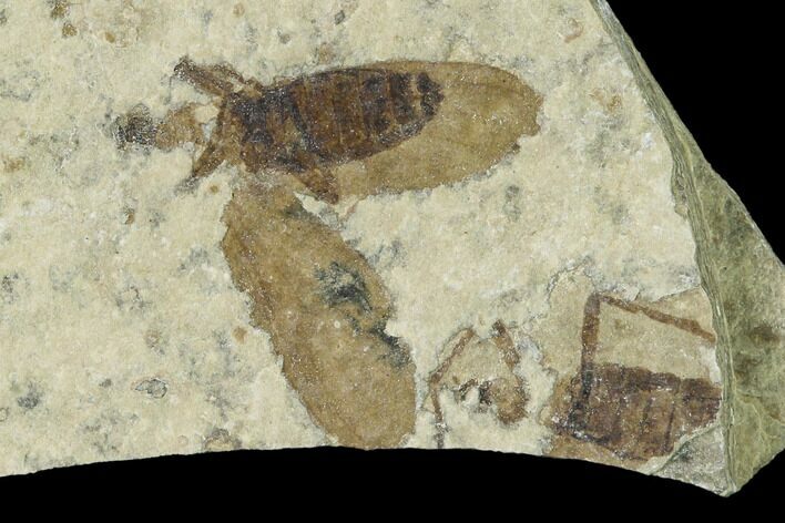 Fossil March Fly (Plecia) - Green River Formation #138485